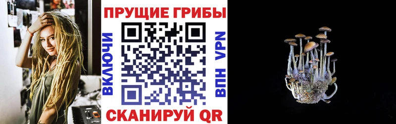 Псилоцибиновые грибы Psilocybine cubensis  Пущино 